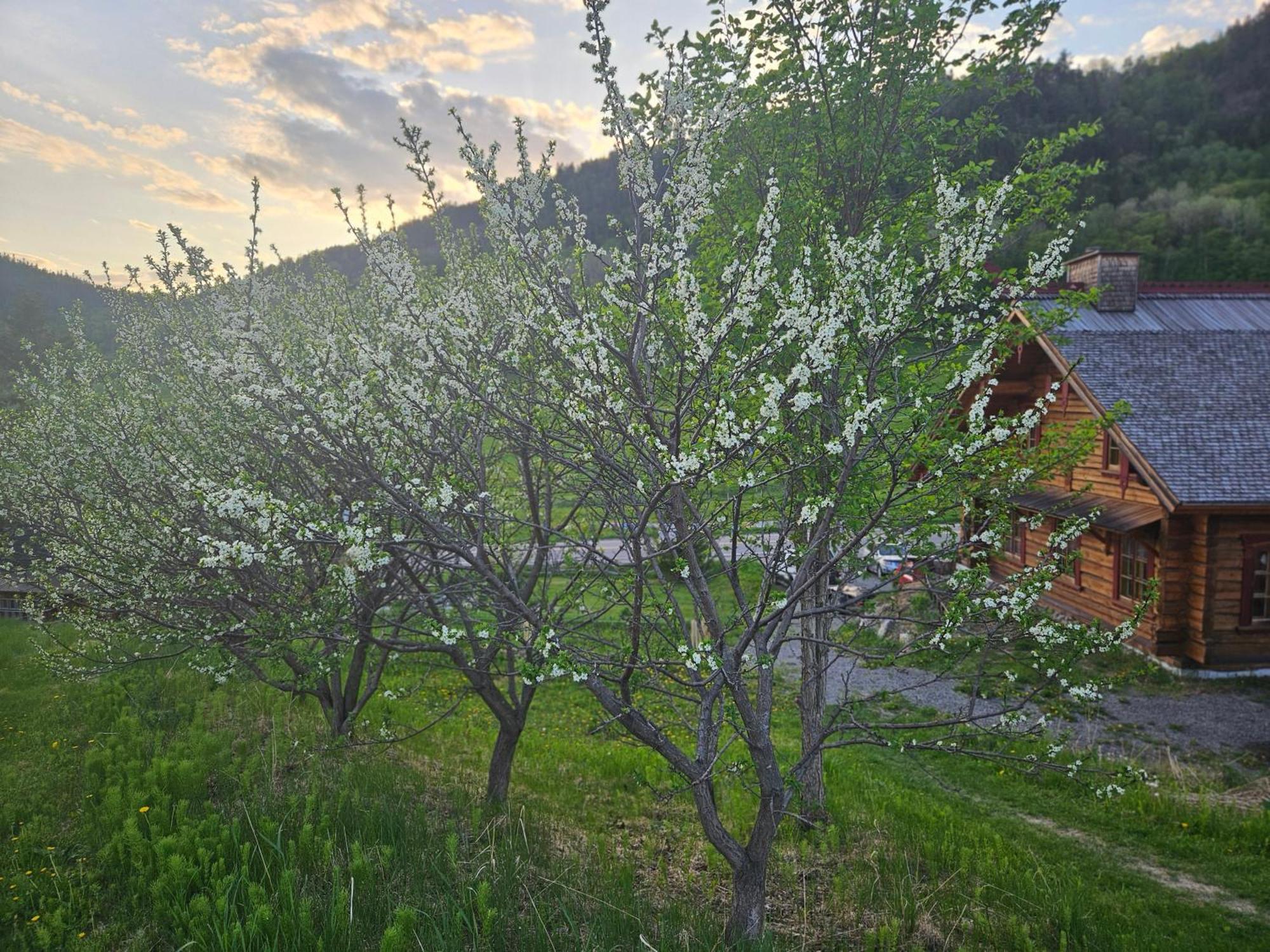Le Repaire Viking Bed & Breakfast Sainte-Rose-du-Nord Eksteriør bilde